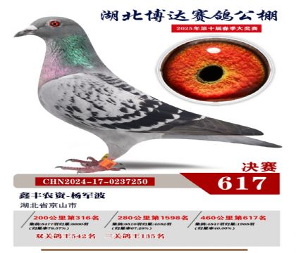 博達春棚決賽617名