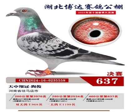 博達春棚決賽637名