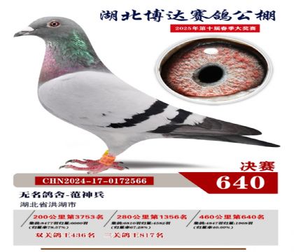 博達春棚決賽640名