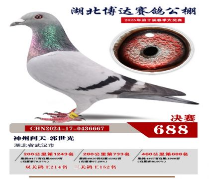 博達春棚決賽688名