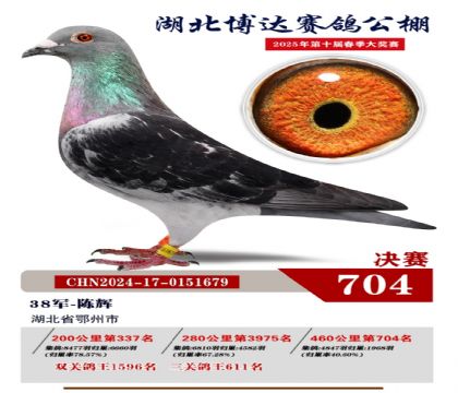 博達(dá)春棚決賽704名