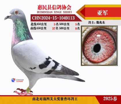 南北對(duì)決普環(huán)四關(guān)鴿王2名