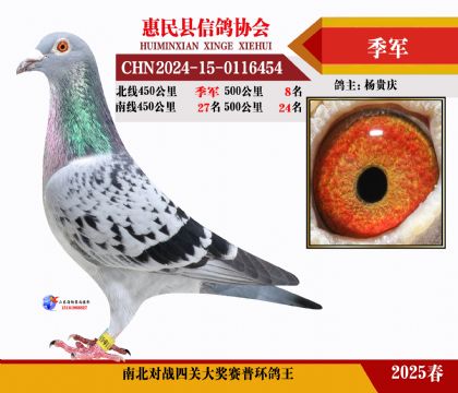 南北對(duì)決普環(huán)四關(guān)鴿王3名