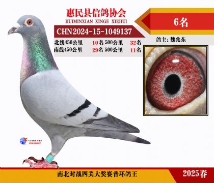 南北對(duì)決普環(huán)四關(guān)鴿王6名