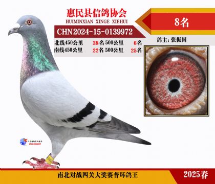 南北對(duì)決普環(huán)四關(guān)鴿王8名