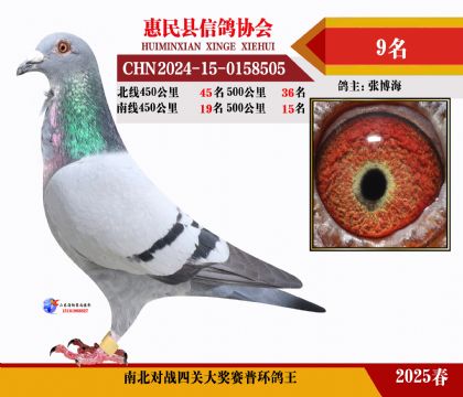 南北對(duì)決普環(huán)四關(guān)鴿王9名