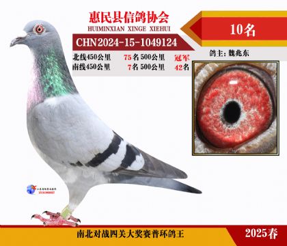 南北對(duì)決普環(huán)四關(guān)鴿王10名