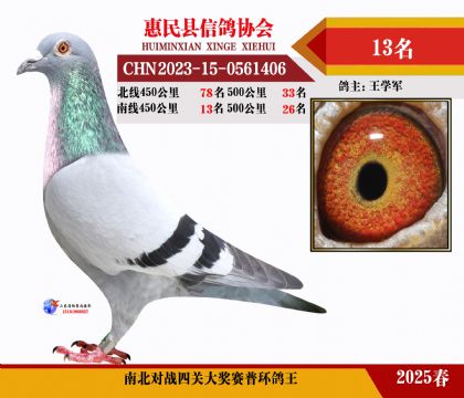 南北對(duì)決普環(huán)四關(guān)鴿王13名