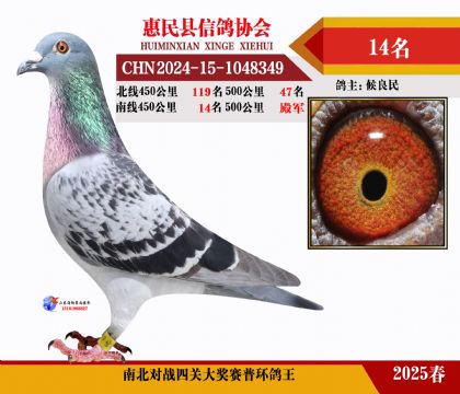 南北對(duì)決普環(huán)四關(guān)鴿王14名