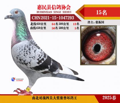 南北對(duì)決普環(huán)四關(guān)鴿王15名