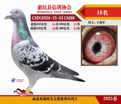 南北對(duì)決普環(huán)四關(guān)鴿王16名