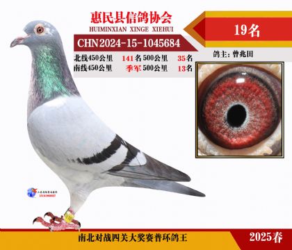 南北對(duì)決普環(huán)四關(guān)鴿王19名