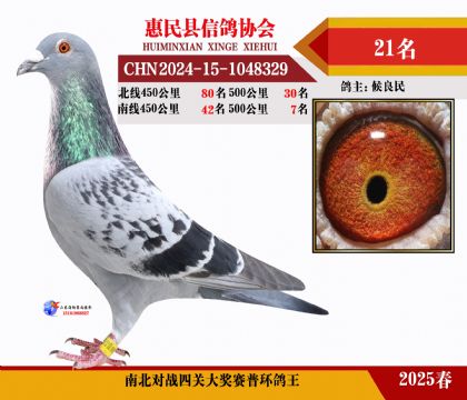 南北對(duì)決普環(huán)四關(guān)鴿王21名