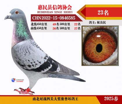 南北對(duì)決普環(huán)四關(guān)鴿王23名