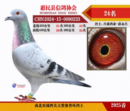 南北對(duì)決普環(huán)四關(guān)鴿王24名