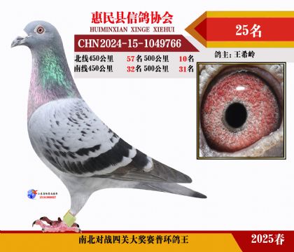 南北對(duì)決普環(huán)四關(guān)鴿王25名