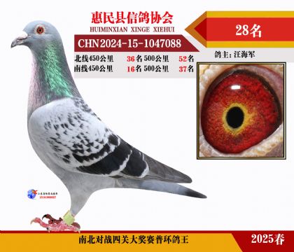 南北對(duì)決普環(huán)四關(guān)鴿王28名