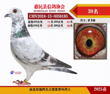 南北對(duì)決普環(huán)四關(guān)鴿王30名