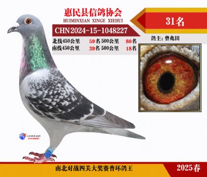 南北對(duì)決普環(huán)四關(guān)鴿王31名