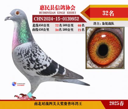 南北對(duì)決普環(huán)四關(guān)鴿王32名