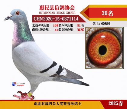 南北對(duì)決普環(huán)四關(guān)鴿王36名