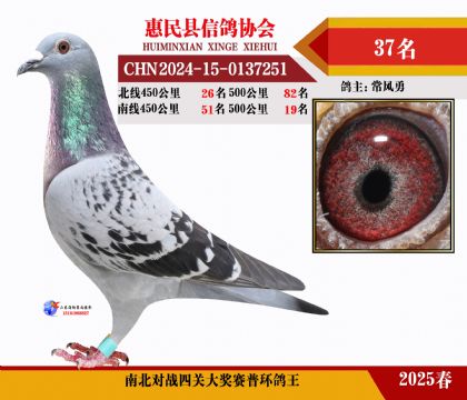 南北對(duì)決普環(huán)四關(guān)鴿王37名