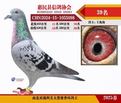 南北對(duì)決普環(huán)四關(guān)鴿王39名
