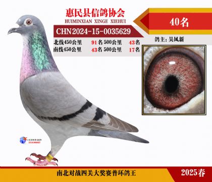 南北對(duì)決普環(huán)四關(guān)鴿王40名