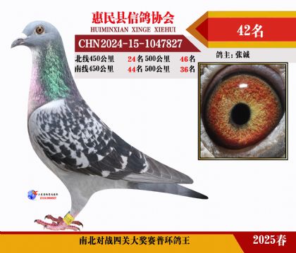 南北對(duì)決普環(huán)四關(guān)鴿王42名