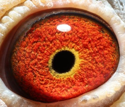 博達春棚鴿眼111名