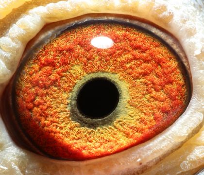 博達春棚鴿眼311名