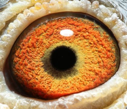 博達春棚鴿眼396名