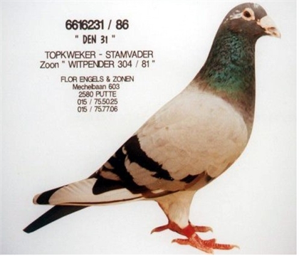 231