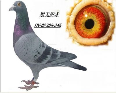 游eo