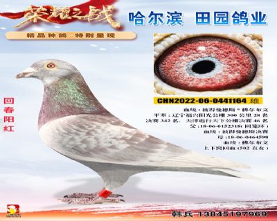 回春陽(yáng)紅