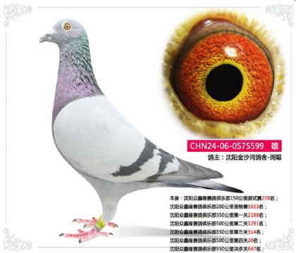 沈陽金沙河鴿舍-閔聰--500公里第四關(guān)20名 雄
