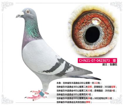 吉林省東豐縣鴿會五關(guān)綜合鴿王季軍 雄