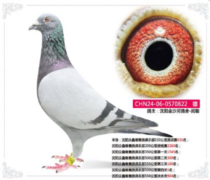 沈陽金沙河鴿舍-閔聰---500公里第四關(guān)5名 雄