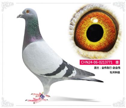 金偉魚行-趙金偉 私環(huán)種鴿 771 雄