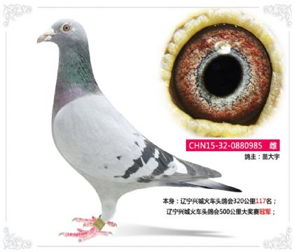遼寧興城火車頭鴿會500公里大獎賽冠軍 雌