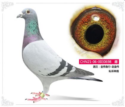 金偉魚行-趙金偉 私環(huán)種鴿 698 雌