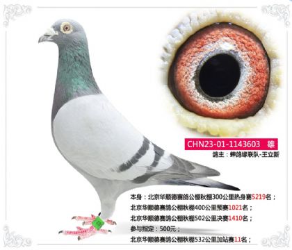 北京華順德賽鴿公棚秋棚532公里加站賽11名 雄