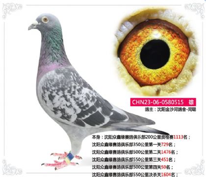 沈陽金沙河鴿舍-閔聰-500公里第四關(guān)50名 雄