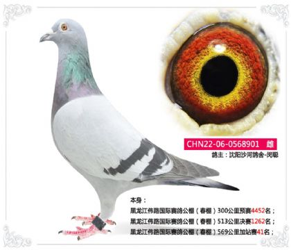 沈陽沙河鴿舍-閔聰-偉路公棚(春棚)加站賽41名 雌