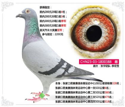 張家口君奧賽鴿體育運動中心第一關(guān)500公里6名 雌