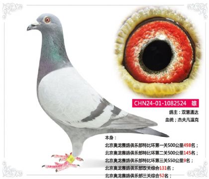 北京奧龍賽鴿俱樂部特比環(huán)第三關(guān)550公里9名 雄