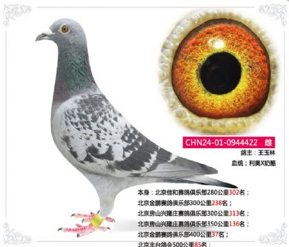 北京豐臺鴿會500公里85名 雌
