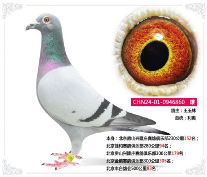 北京豐臺鴿會500公里83名 雄