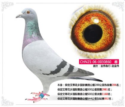 金偉魚行-保定艾蒂花鄉(xiāng)公棚544公里加站賽892名 雌