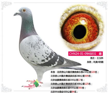 北京豐臺鴿會500公里94名 雌